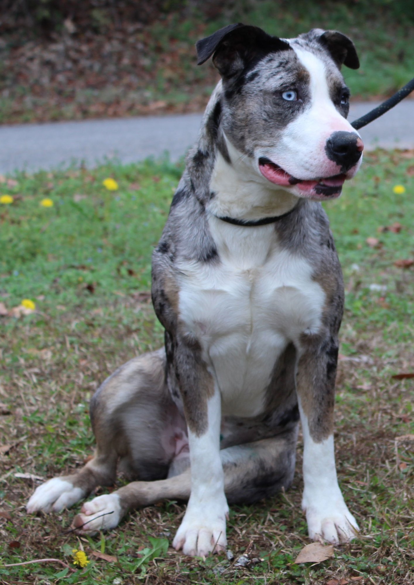 GALAXY 43004 - Catahoula Leopard Dog / Pit Bull Terrier available for adoption