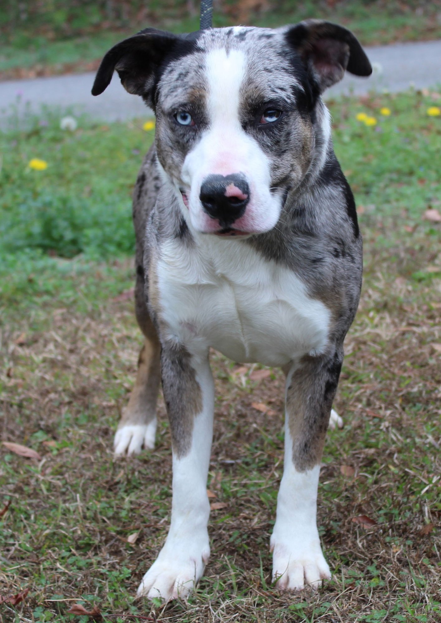 GALAXY 43004 - Catahoula Leopard Dog / Pit Bull Terrier available for adoption