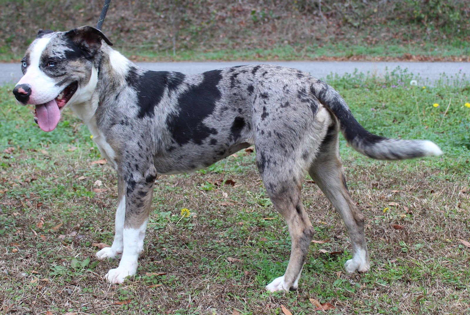 Galaxy 43004 - Photo 3