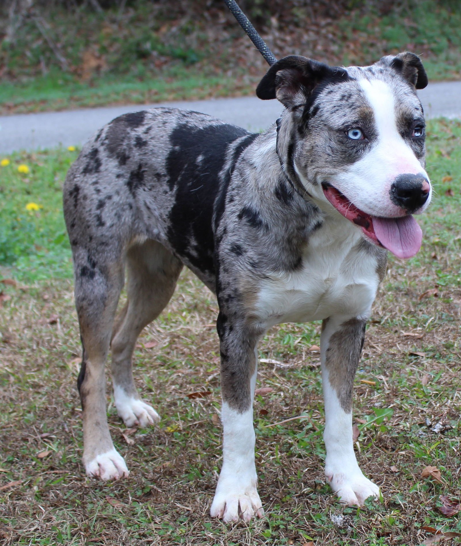 Galaxy 43004 - Photo 4