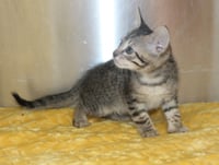 Stacie - 43478 - Photo 3