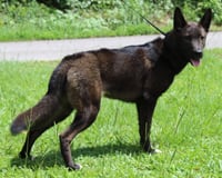 Shepie 43793 - Photo 4