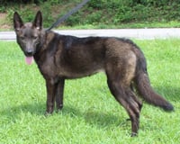 Shepie 43793 - Photo 1