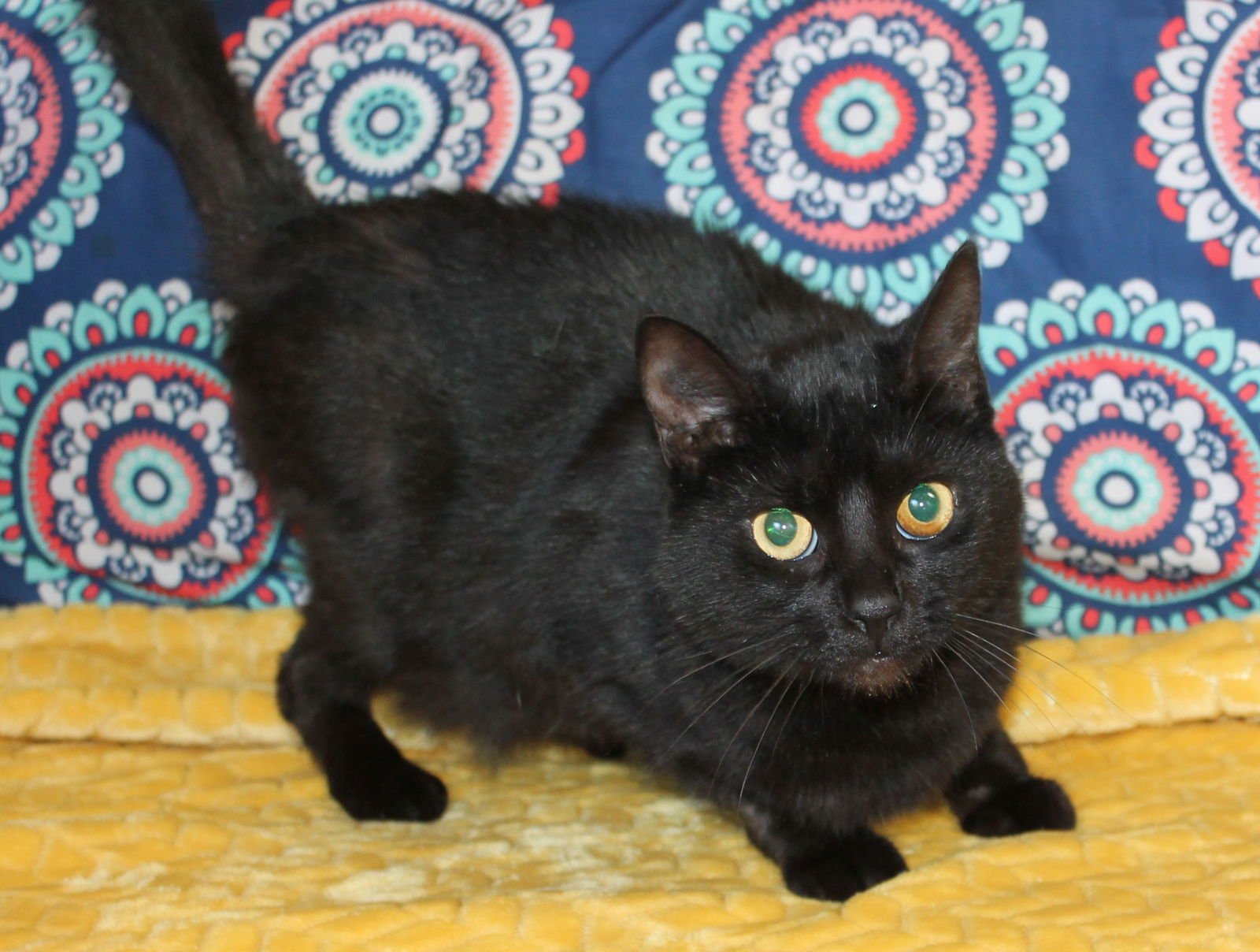 PRINCESS - 43158 - Domestic Short Hair available for adoption