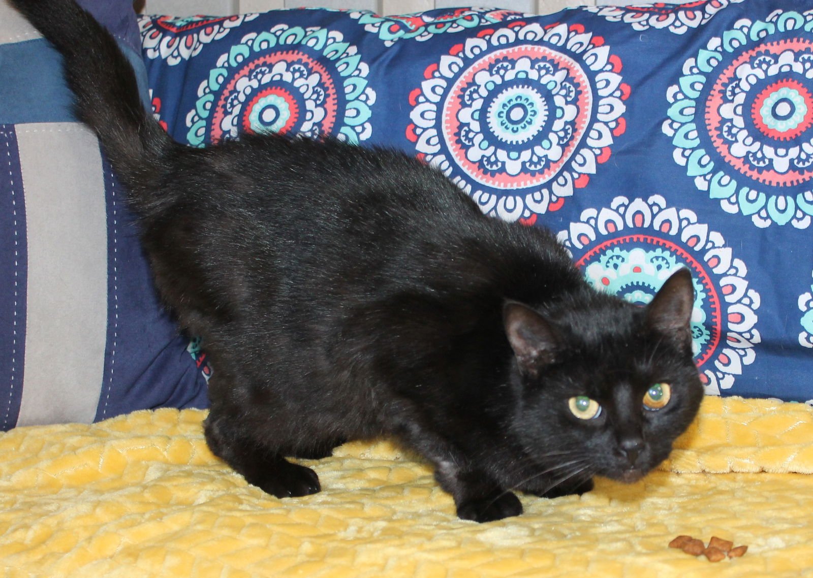 PRINCESS - 43158 - Domestic Short Hair available for adoption