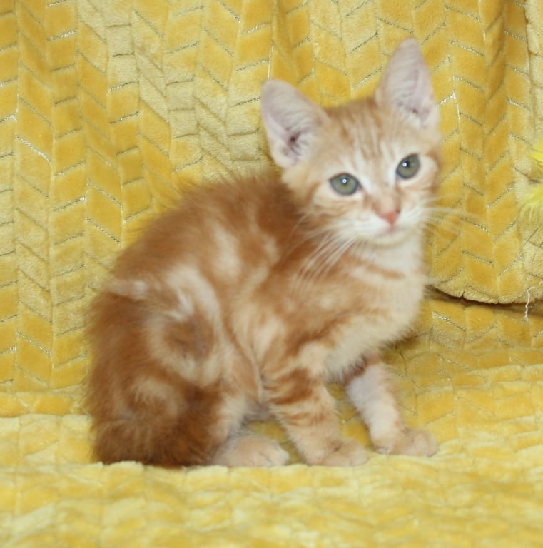 Harry - 44106 Image