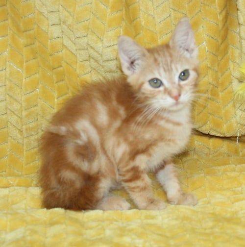 HARRY - 44106 - Domestic Short Hair for adoption in Montgomery