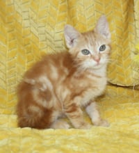 Harry - 44106 - Photo 3