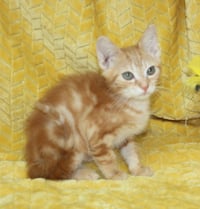 Harry - 44106 - Photo 2