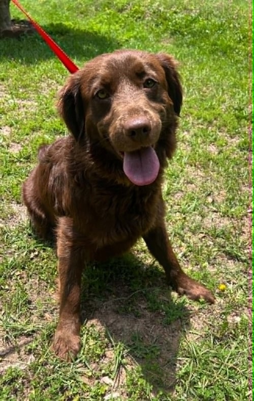 BELLE 43502 - Retriever available for adoption