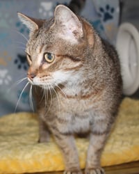 Mia - 43410 - Photo 3