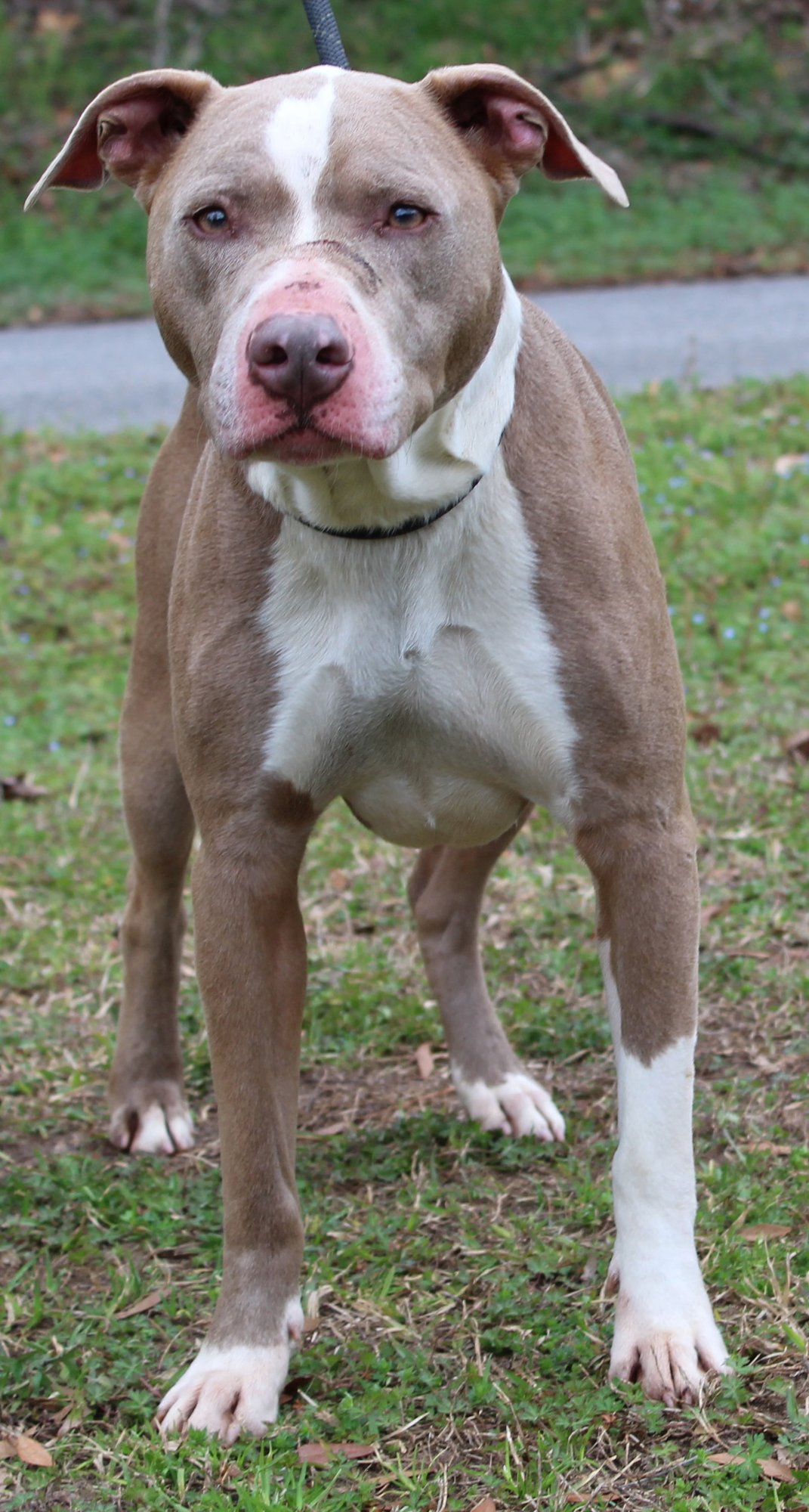 CHOMPERS 43184 - Pit Bull Terrier available for adoption