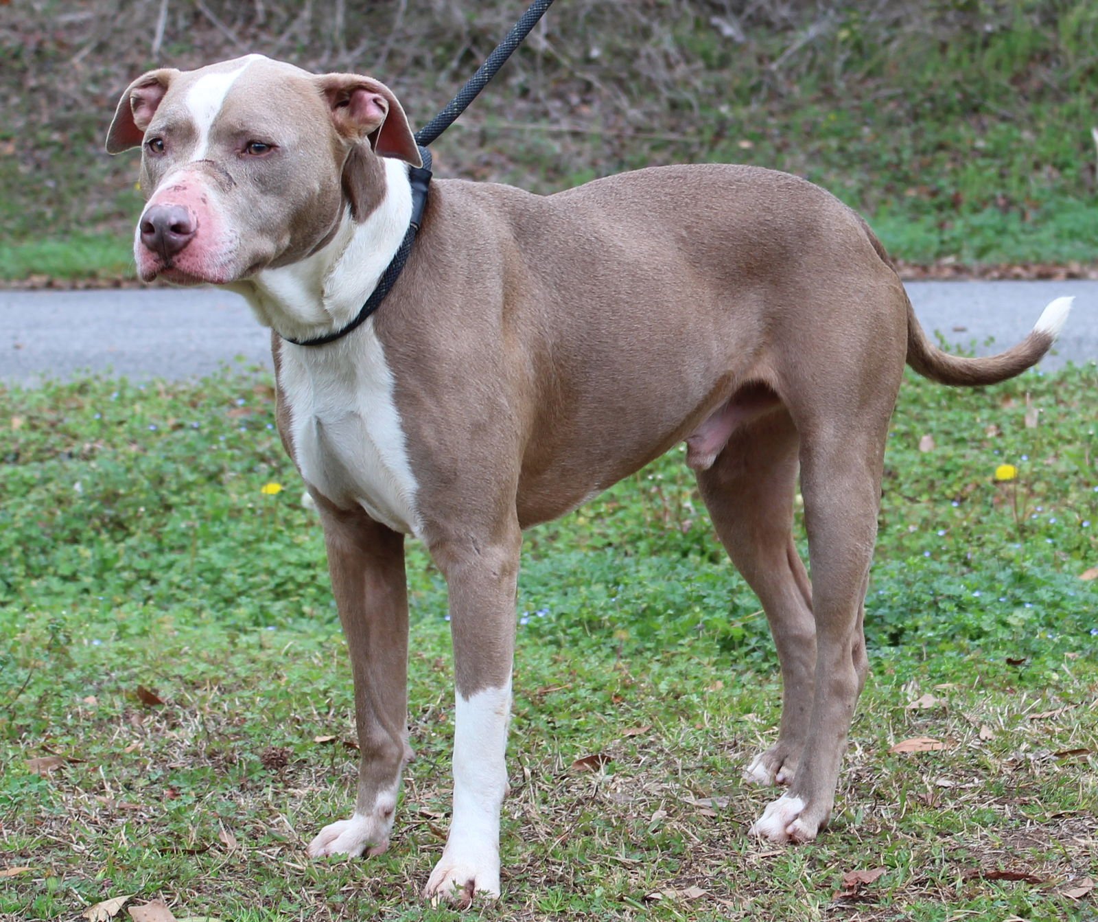 Chompers 43184 - Photo 3