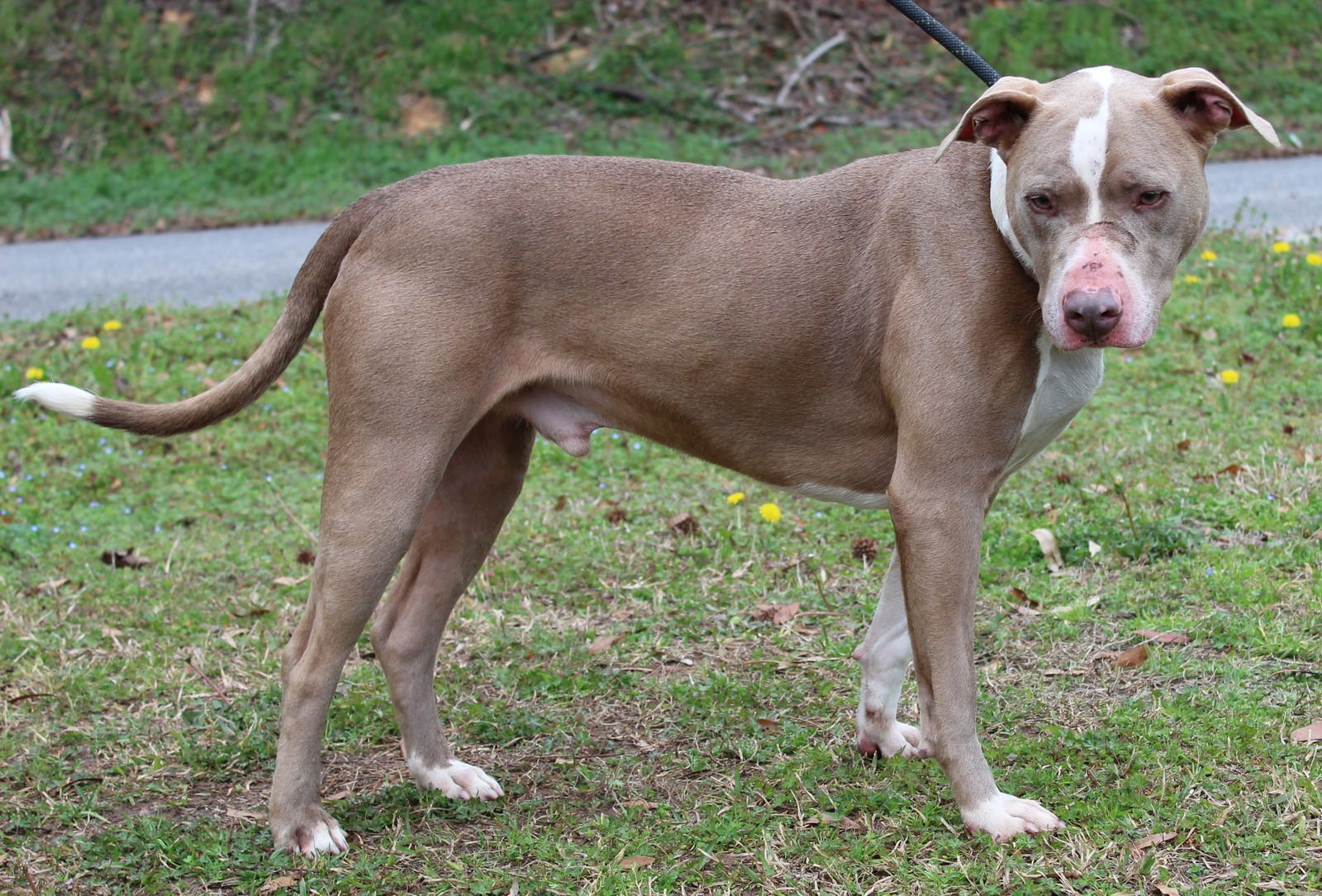 Chompers 43184 - Photo 4