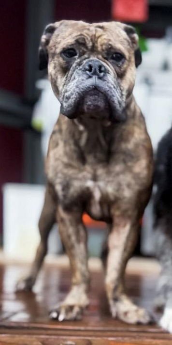 PEBBLES - English Bulldog available for adoption