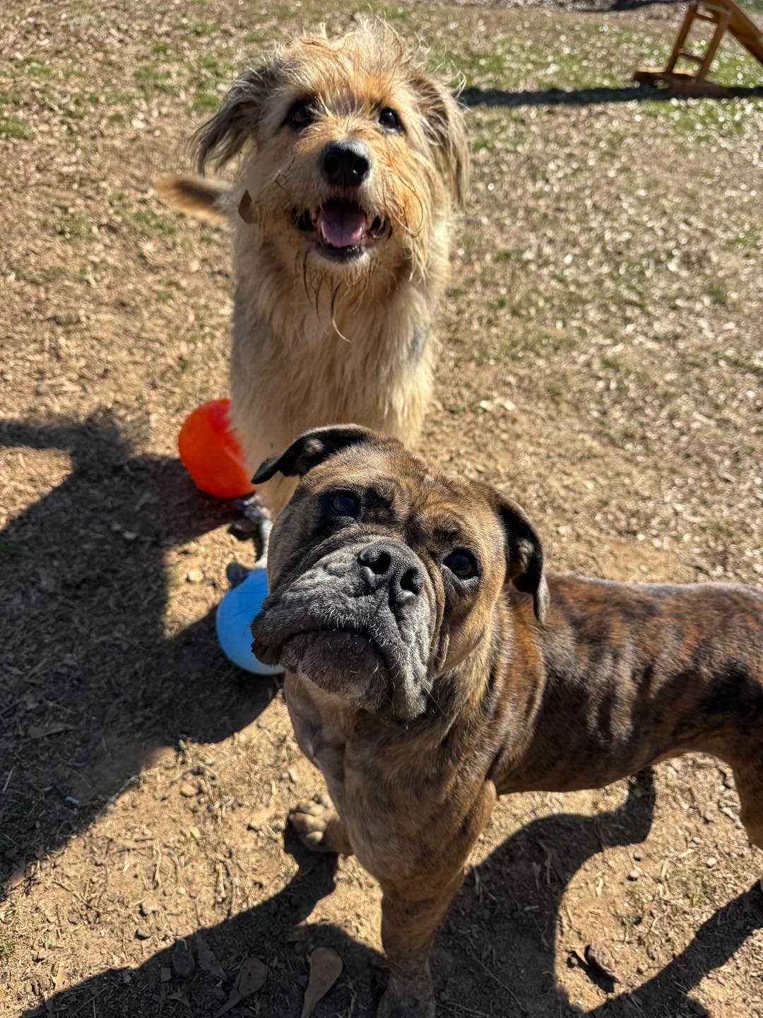 PEBBLES - English Bulldog available for adoption
