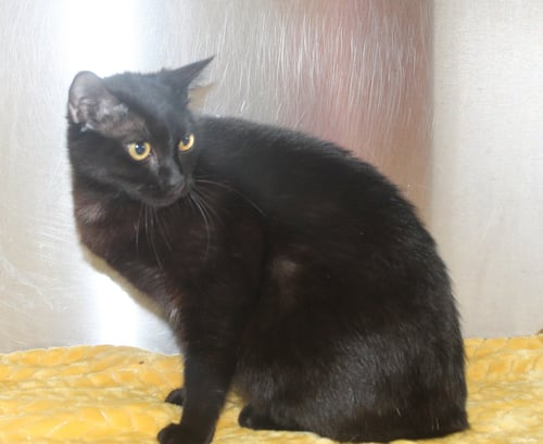 EBONY - 43463 - Domestic Medium Hair for adoption in Montgomery