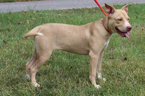 VANILLA 44181 - Pit Bull Terrier / Labrador Retriever available for adoption