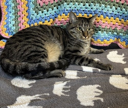 SMAUG - 44170 - Domestic Short Hair for adoption in Montgomery