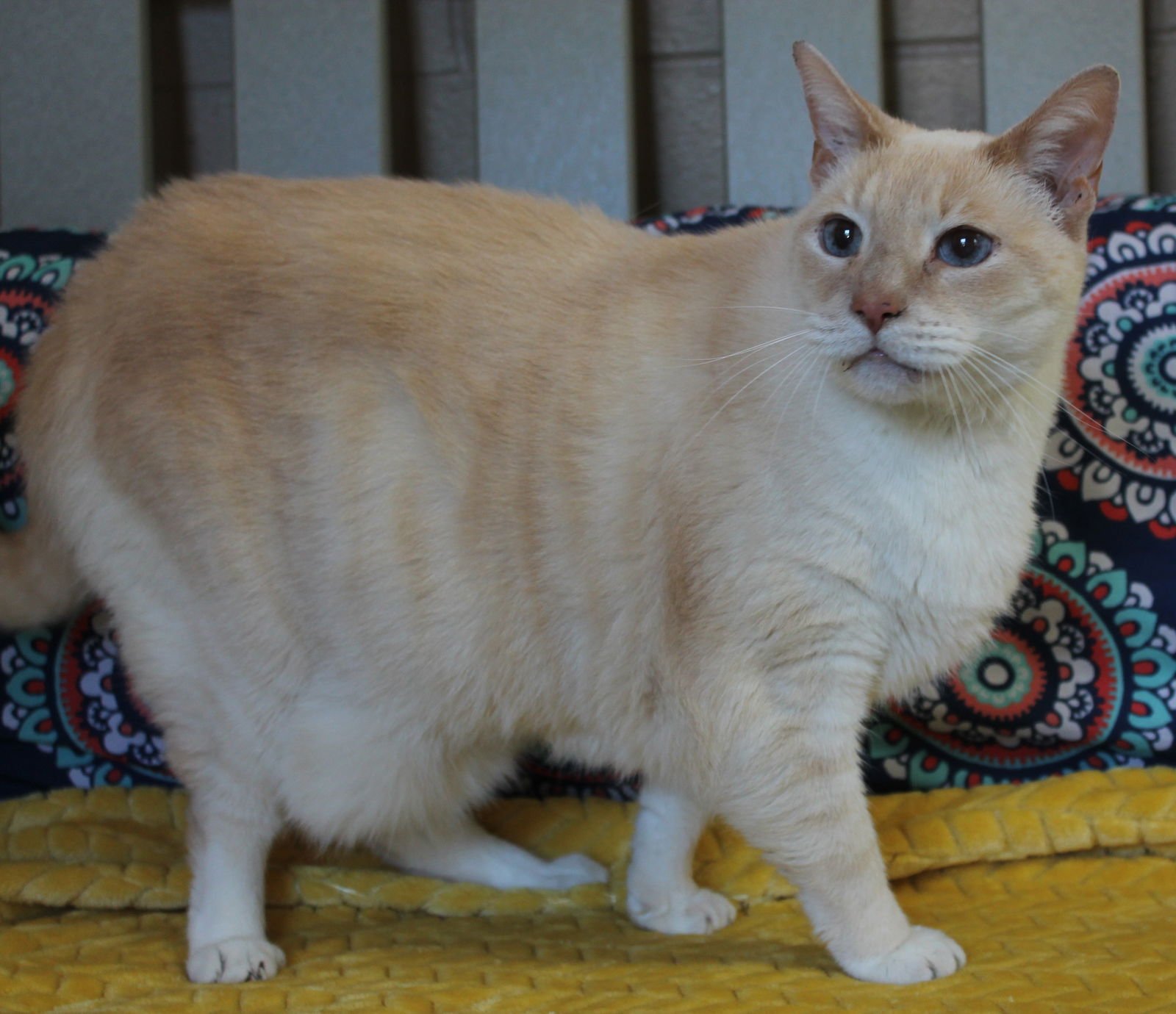 TIGGER - 43159 - Domestic Short Hair available for adoption