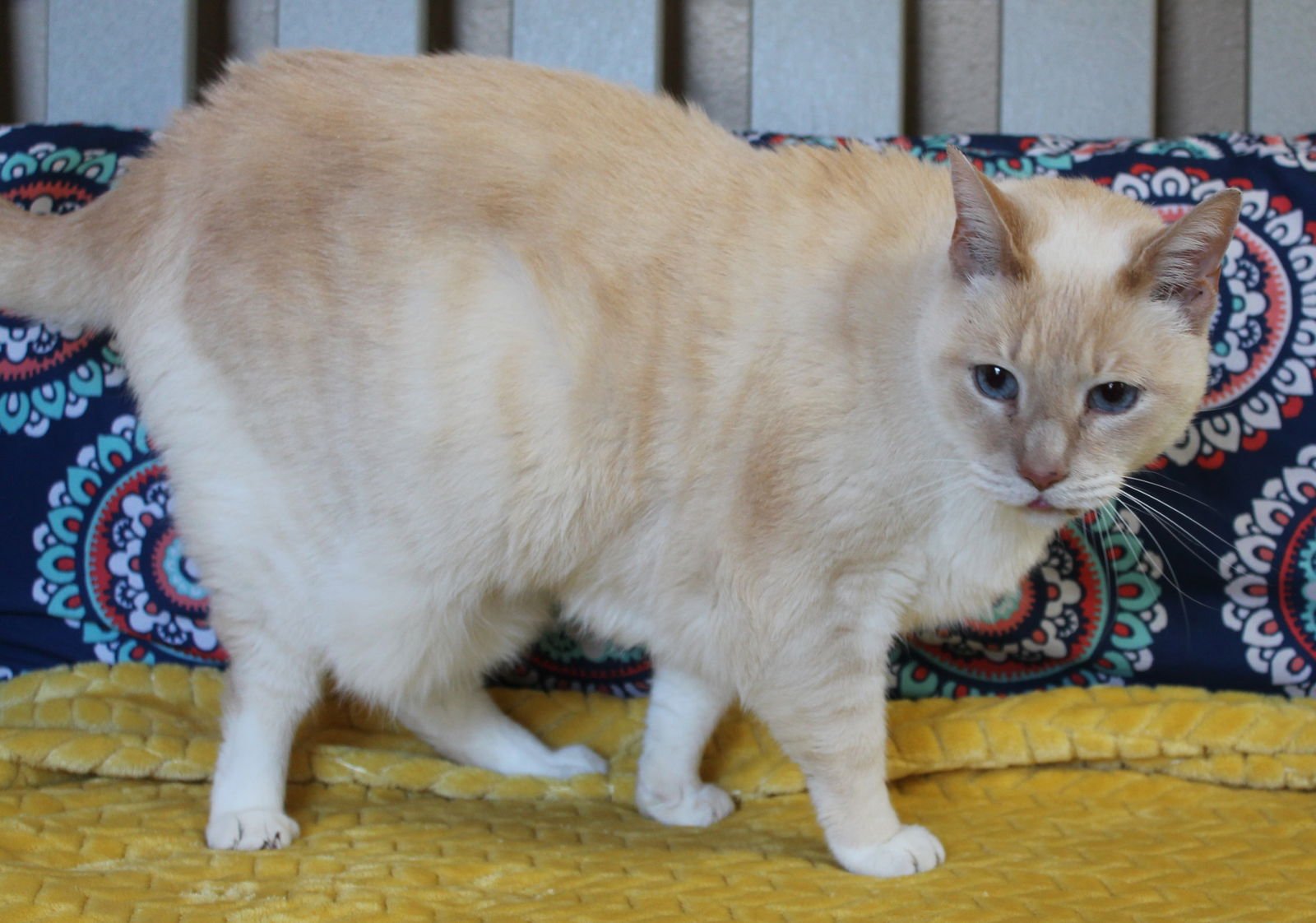 Tigger - 43159 - Photo 3