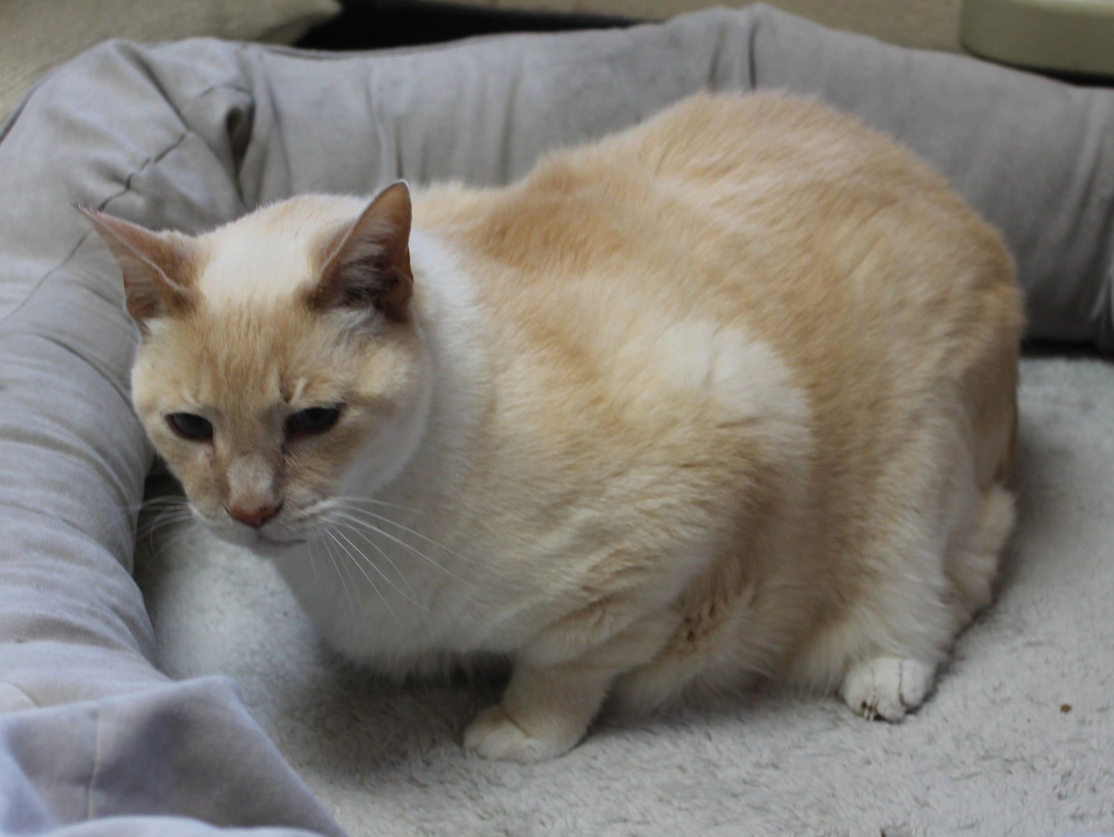 Tigger - 43159 - Photo 4