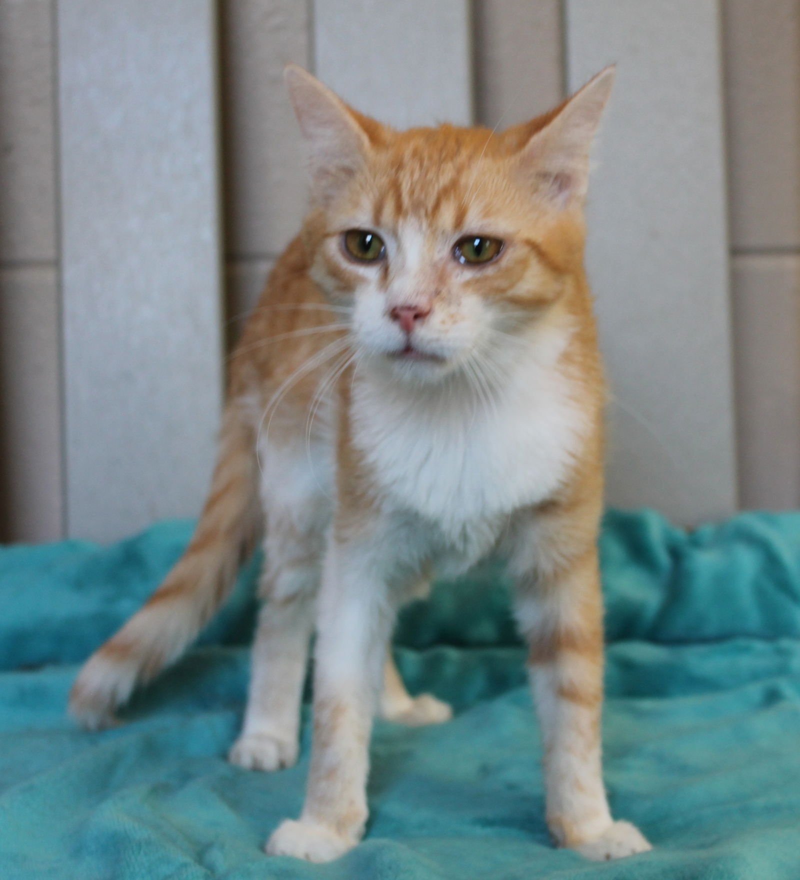 MIKIE - 42890 - Domestic Medium Hair / Tabby for adoption in Montgomery