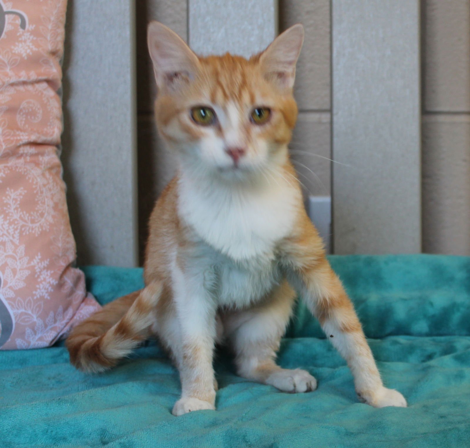 Mikie - 42890 - Photo 2