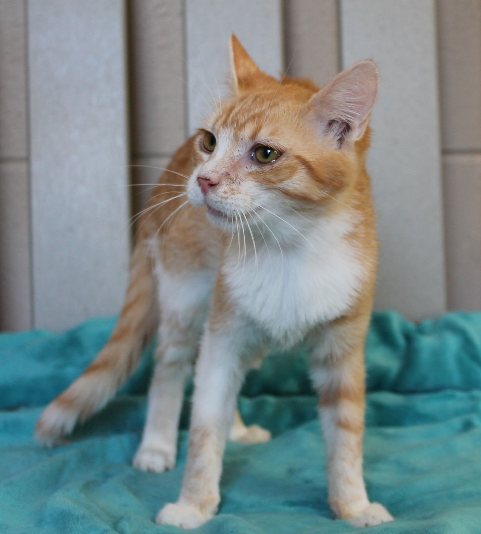 Mikie - 42890 - Photo 3