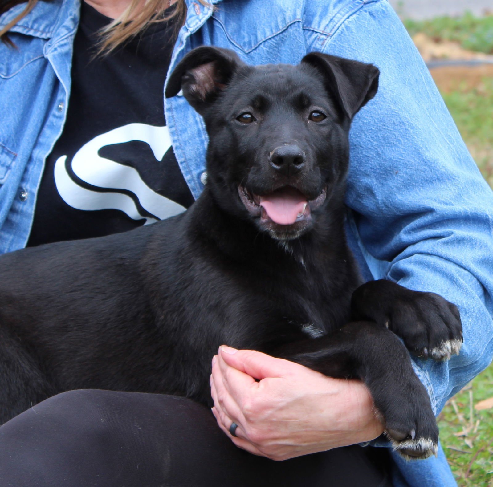 TOMMY 43201 - Black Labrador Retriever / Shepherd available for adoption