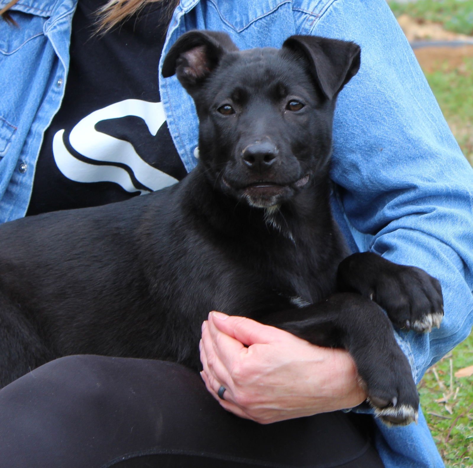 TOMMY 43201 - Black Labrador Retriever / Shepherd available for adoption