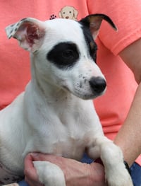 Simba 43495 - Photo 3