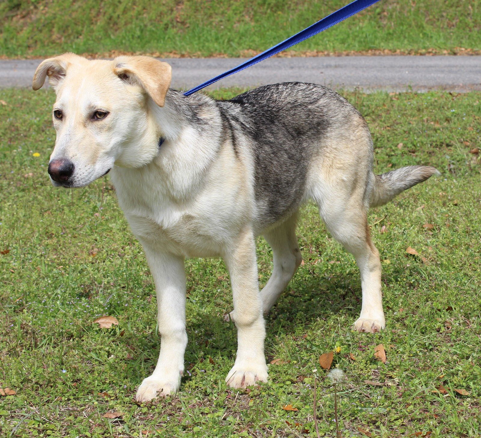 MILLIE 43304 - German Shepherd Dog / Husky available for adoption