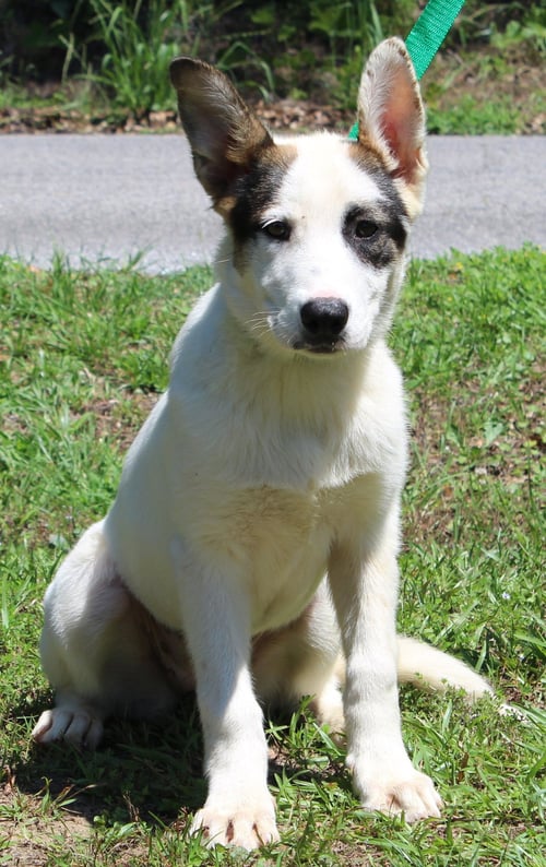 LUNA 43546 - Shepherd / Husky for adoption in Montgomery