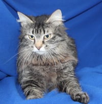 Lady - 43443 - Photo 2