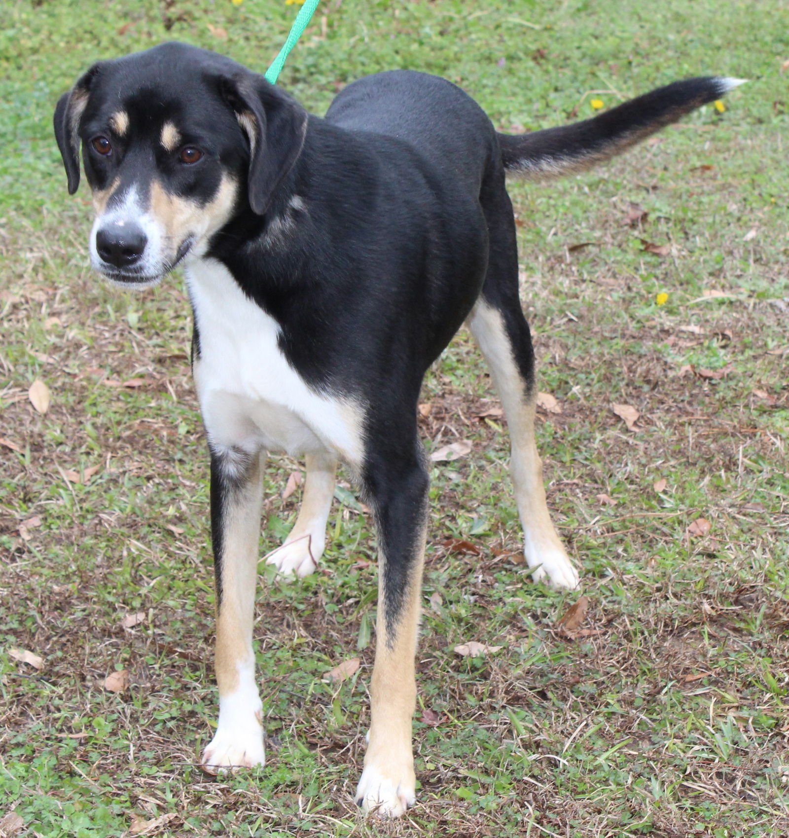 KENDI 43034 - Labrador Retriever / Shepherd available for adoption