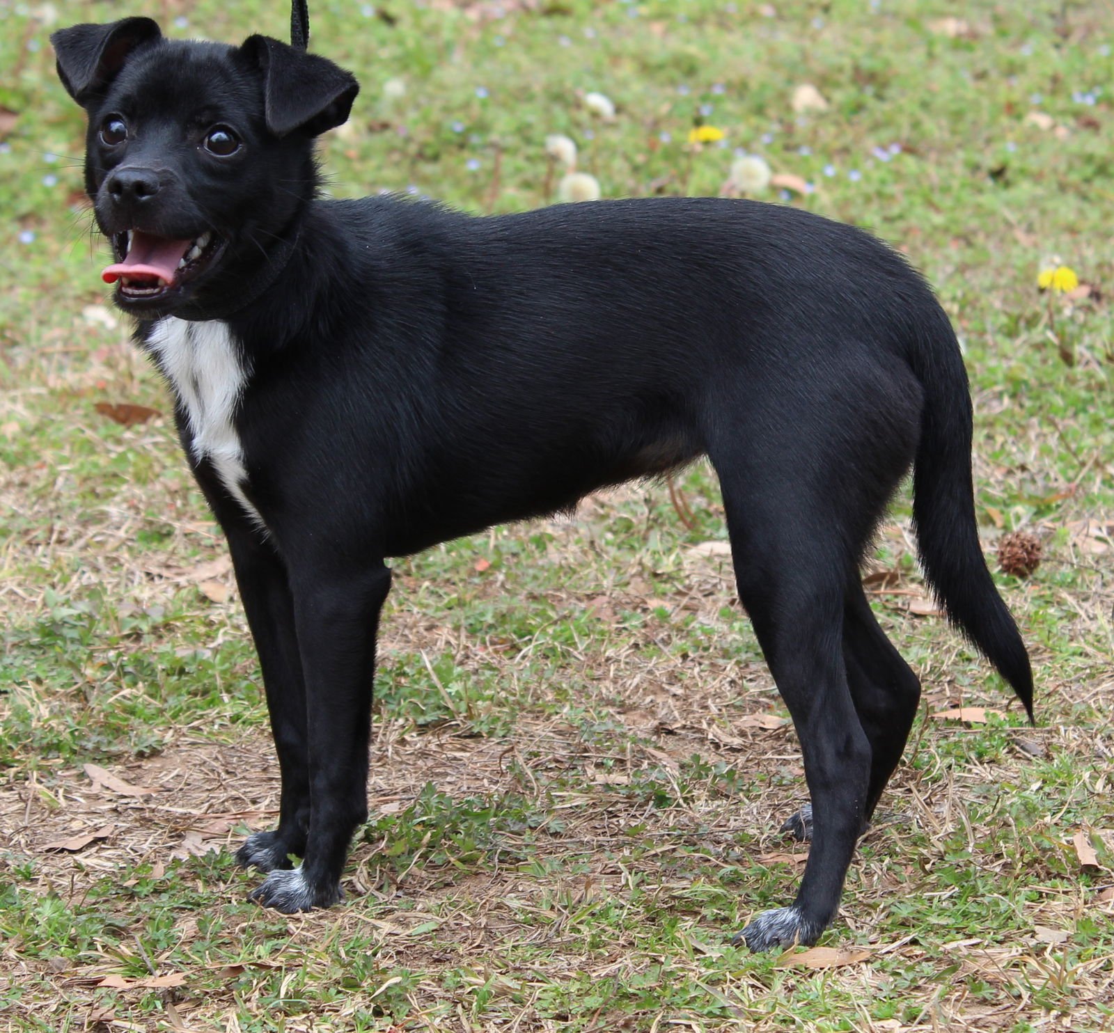 SWEET WHEAT 43036 - Chihuahua / Pug available for adoption
