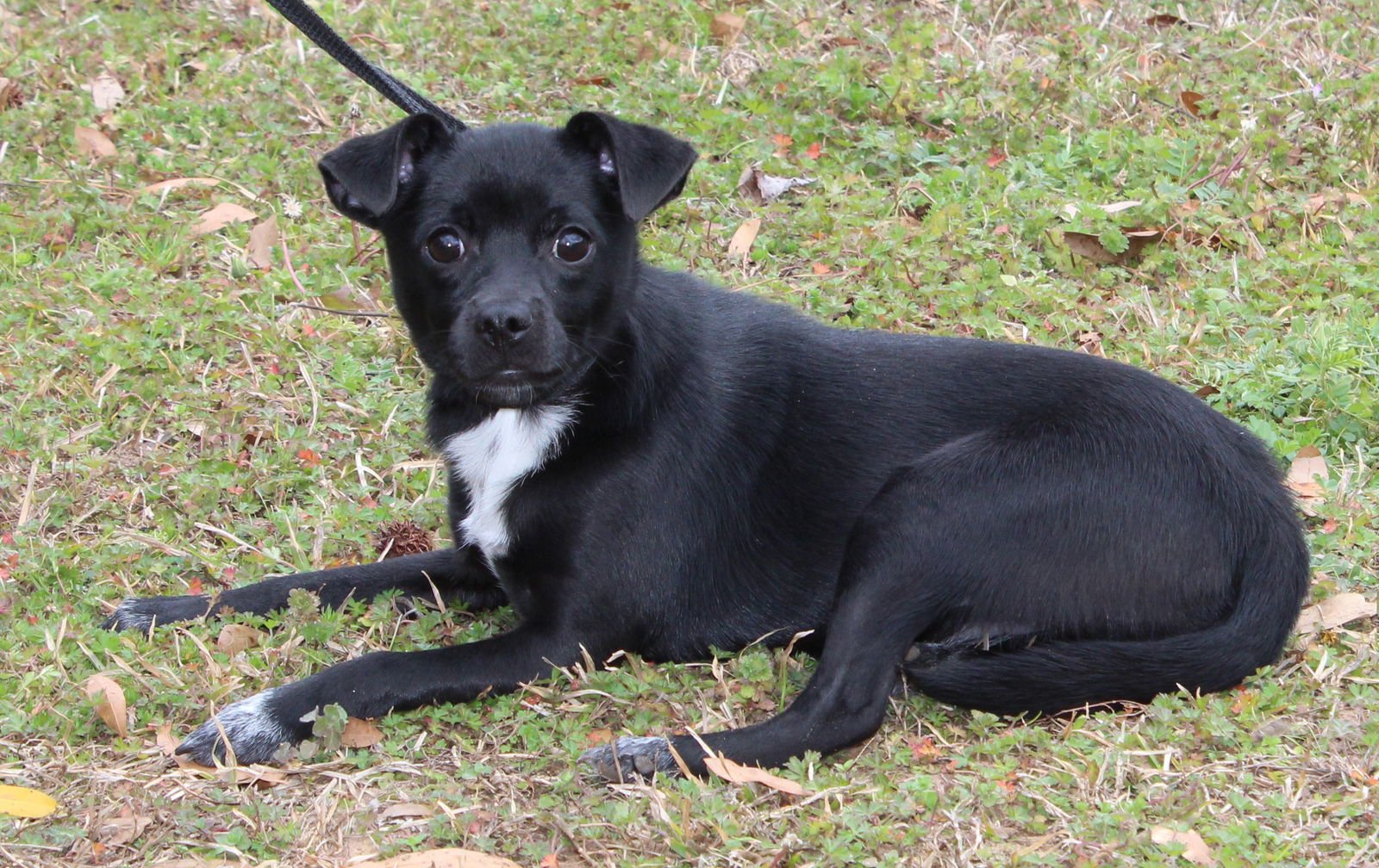 SWEET WHEAT 43036 - Chihuahua / Pug available for adoption