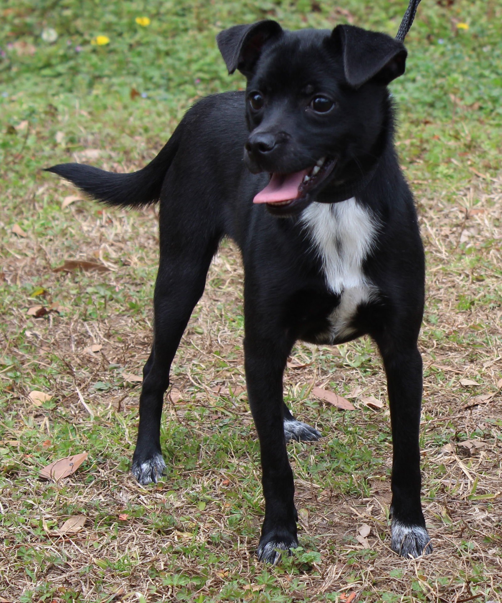 Sweet Wheat 43036 - Photo 4