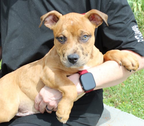 MUNCH 43355 - American Bulldog available for adoption