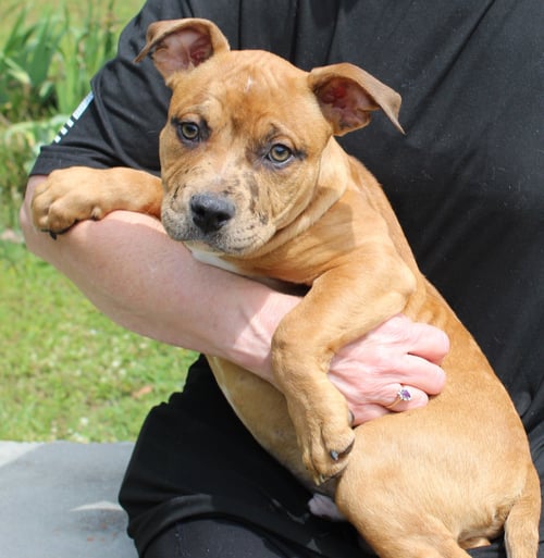 MUNCH 43355 - American Bulldog available for adoption