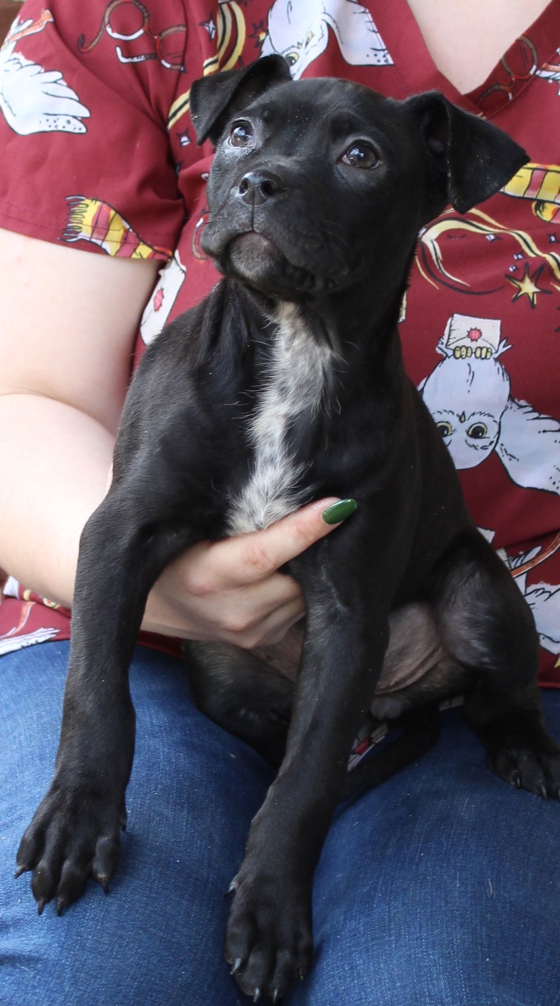 BARLEY 43332 - Boxer available for adoption