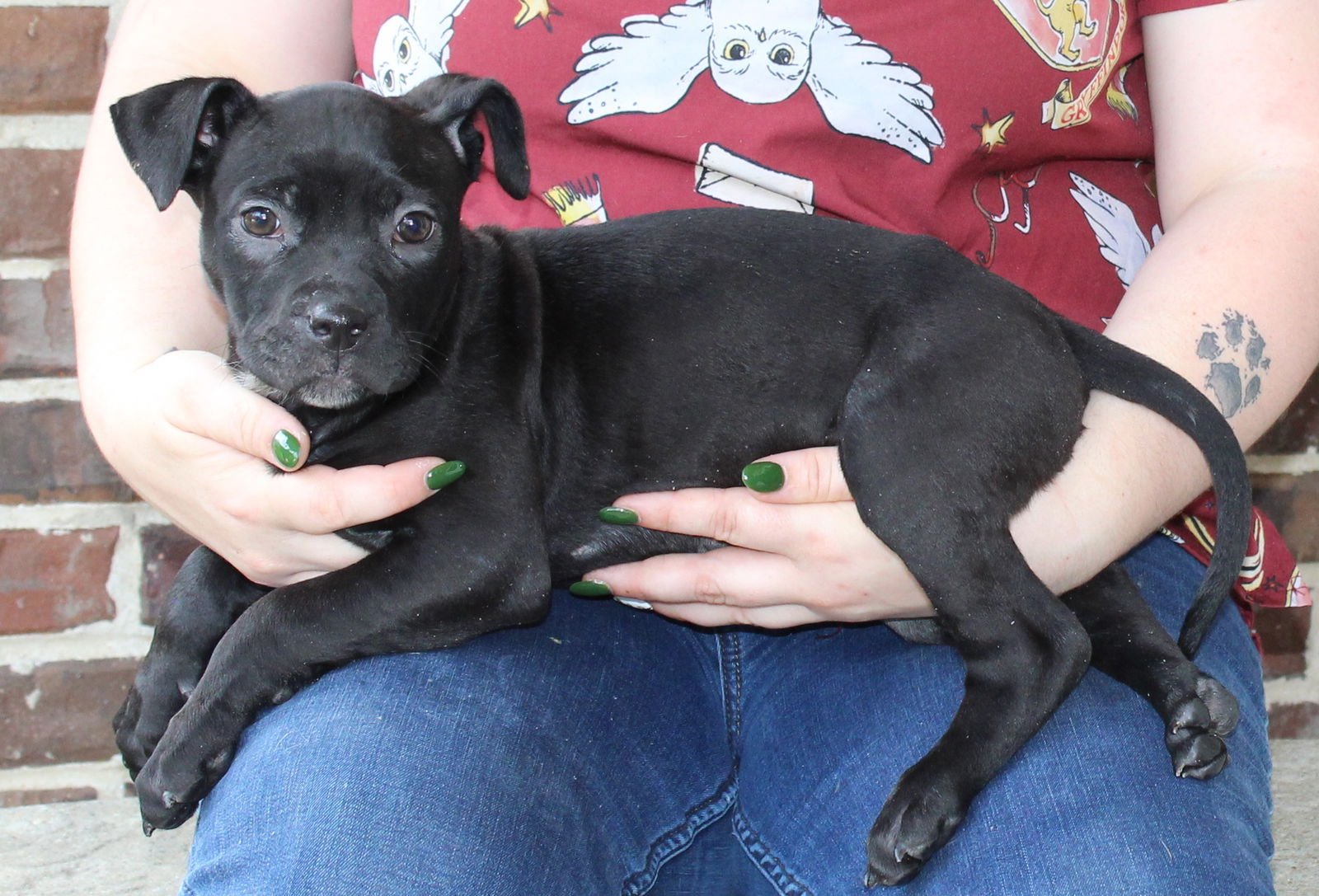 BARLEY 43332 - Boxer available for adoption