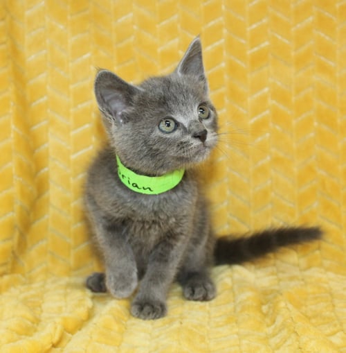 BRIAN - 43728 - Domestic Short Hair for adoption in Montgomery