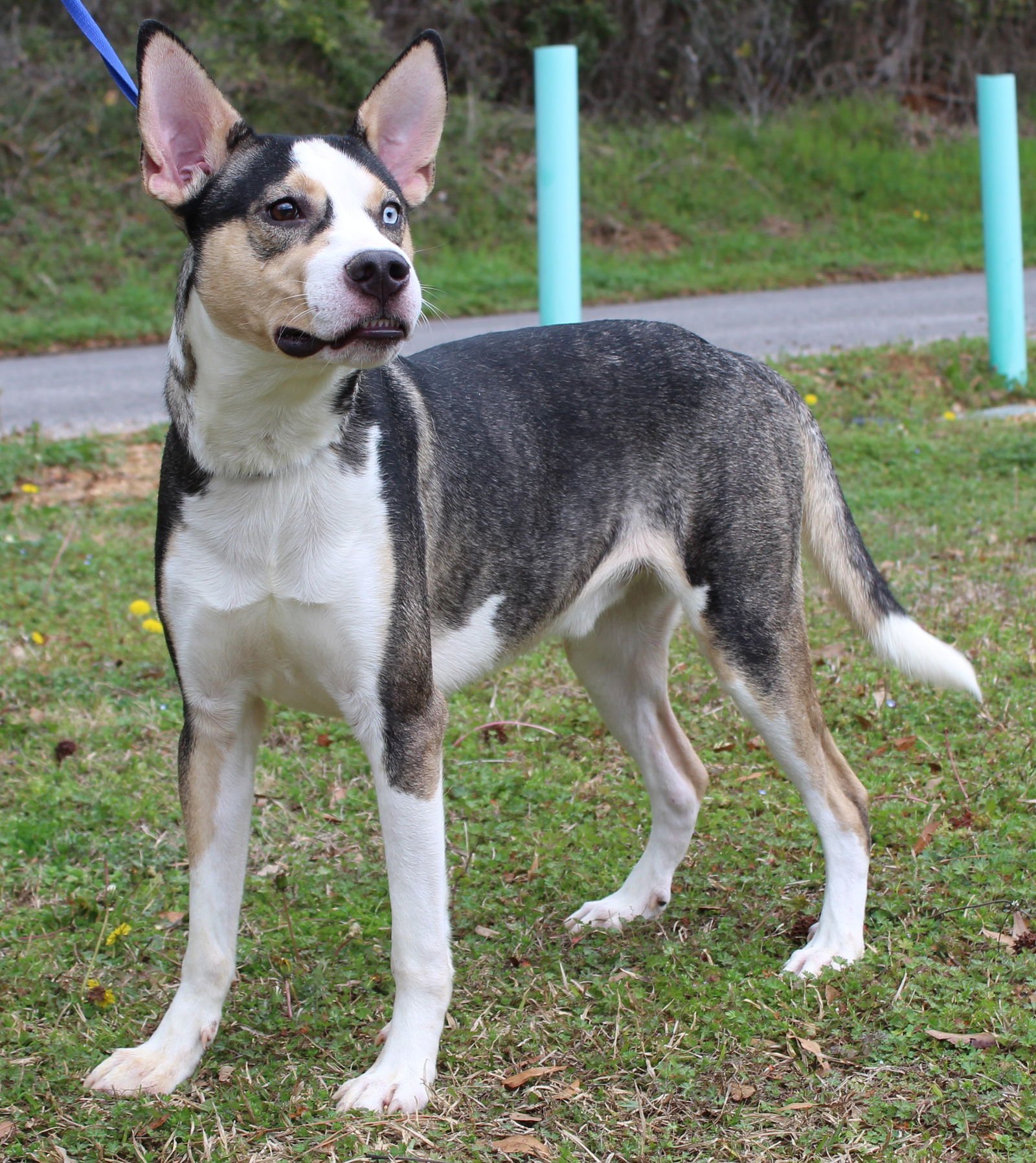 NOVA 42034 - Husky for adoption in Montgomery