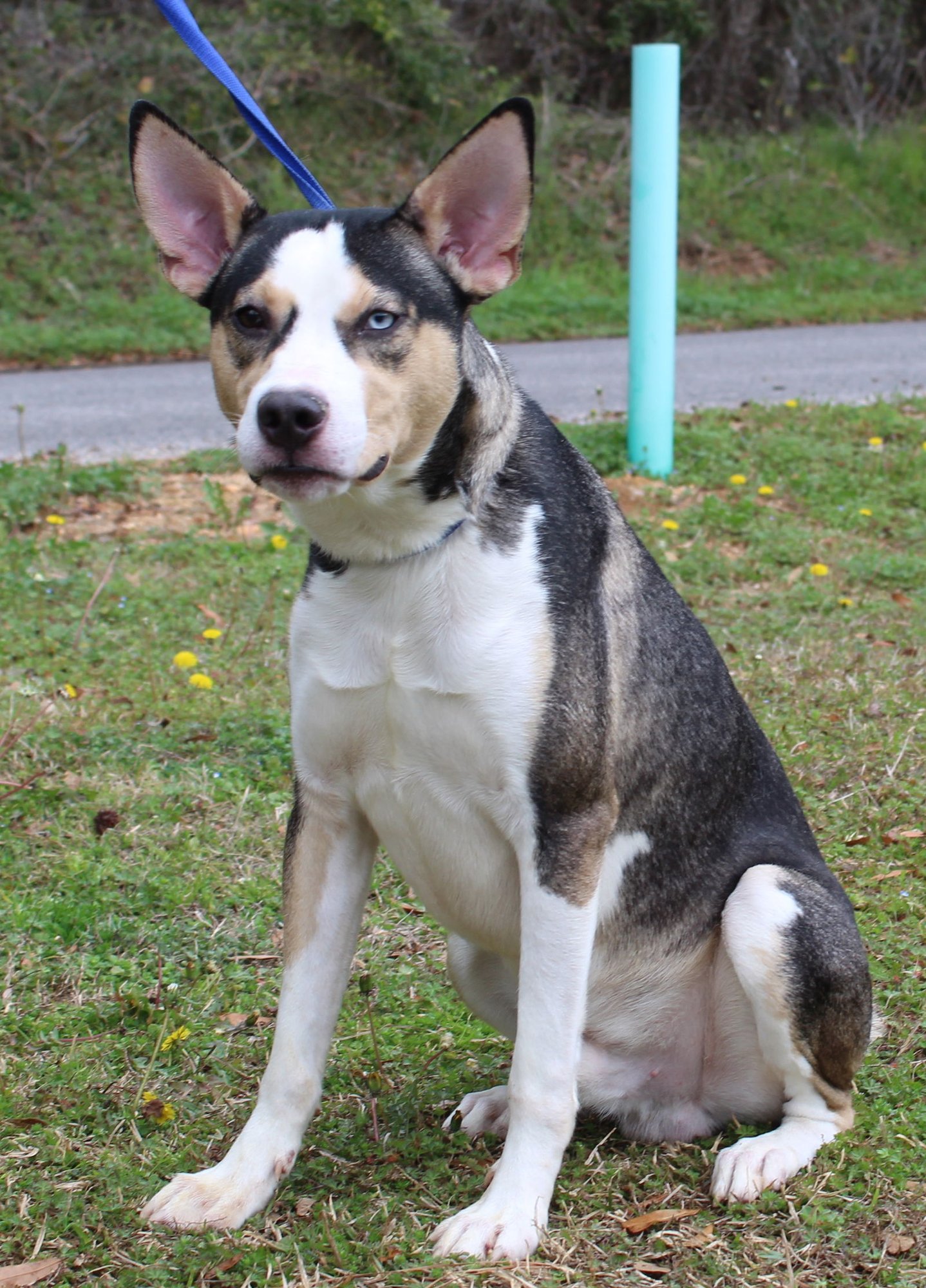 Nova 42034 - Photo 2