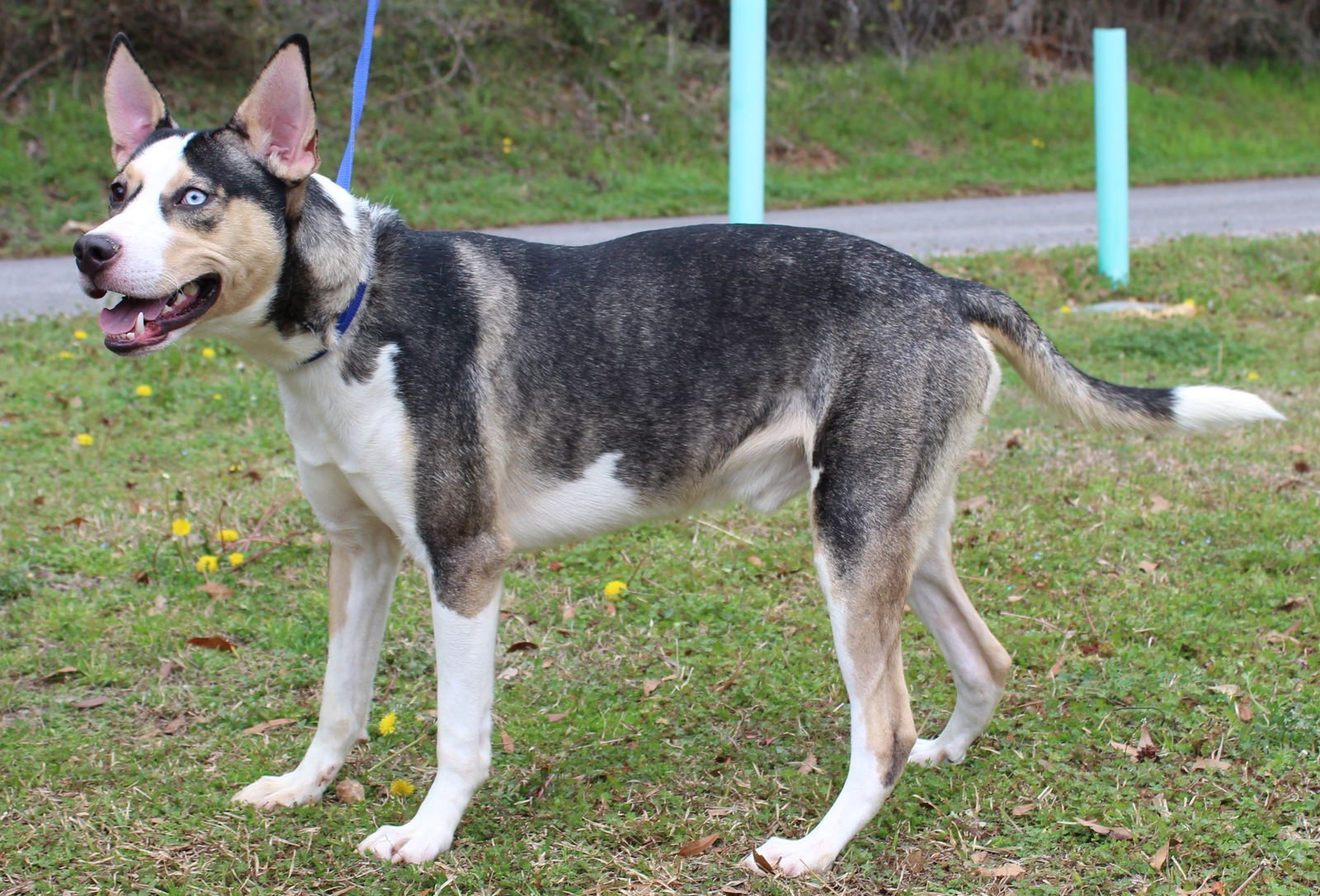 Nova 42034 - Photo 4