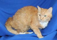 Poppy - 43513 - Photo 2