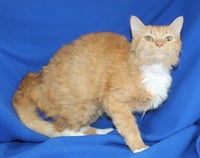 Poppy - 43513 - Photo 3