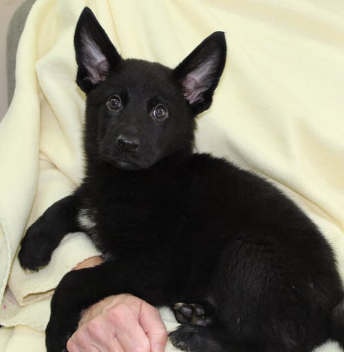 GRIZZLY 44003 - Shepherd for adoption in Montgomery
